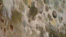 Four Tips to Protect Yourself During Mold Inspection