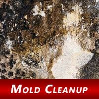 Tips to Prevent Post-Flooding Mold at Home