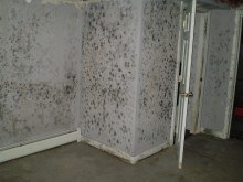 Mold Inspection