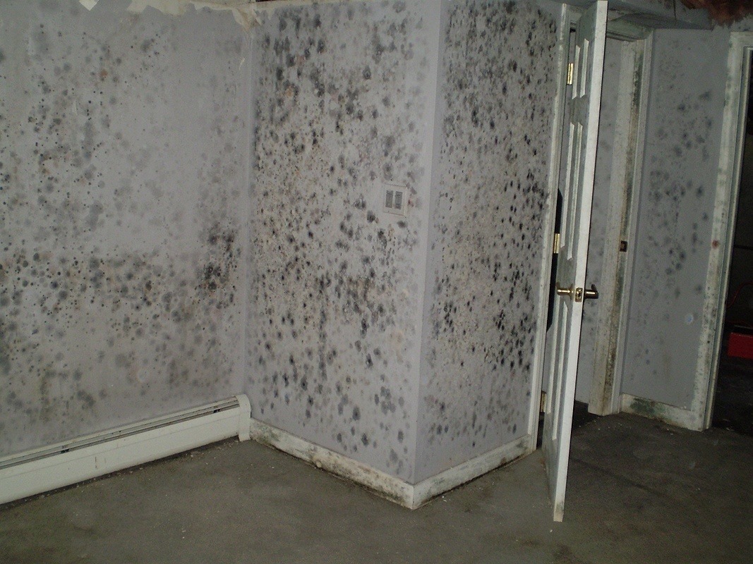 What Is Black Mold Removal | Alpha Environmental | Tampa FL